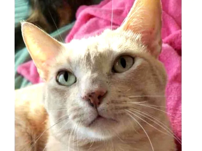 Gato ra a SRD idade 1 ano nome GARFIELD