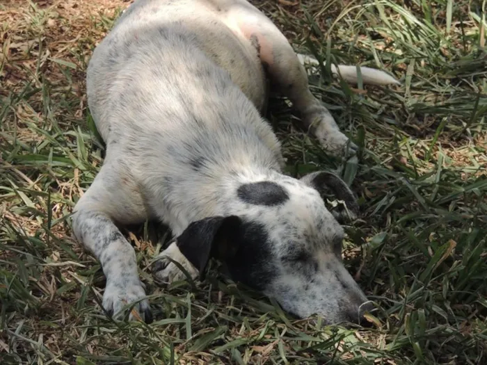 Cachorro ra a SRD-ViraLata idade 3 anos nome Bolinha