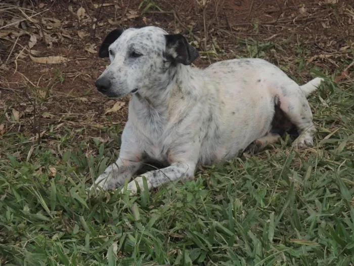 Cachorro ra a SRD-ViraLata idade 3 anos nome Bolinha