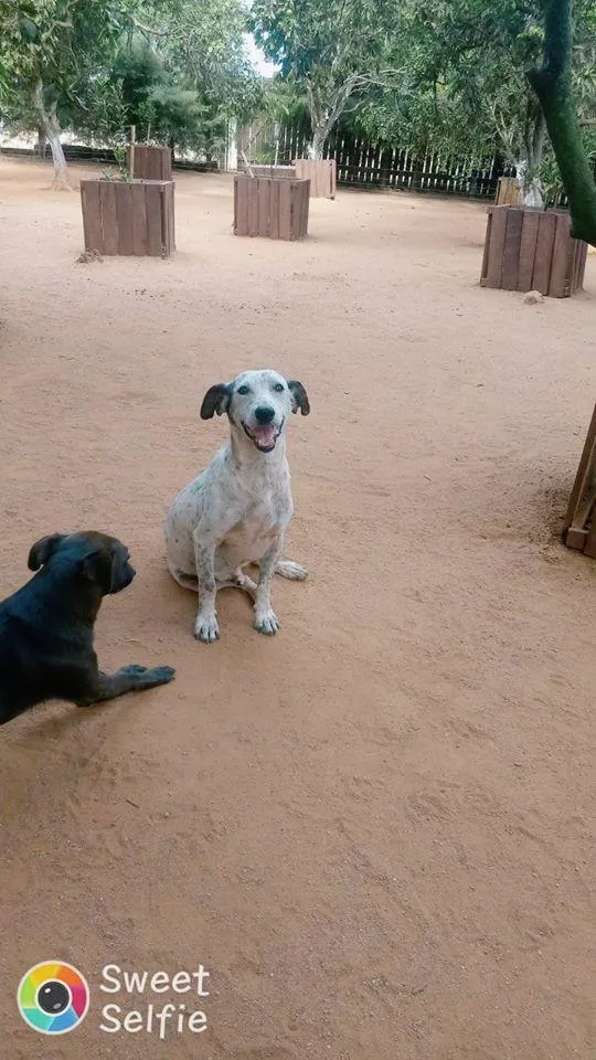 Cachorro ra a SRD-ViraLata idade 3 anos nome Bolinha