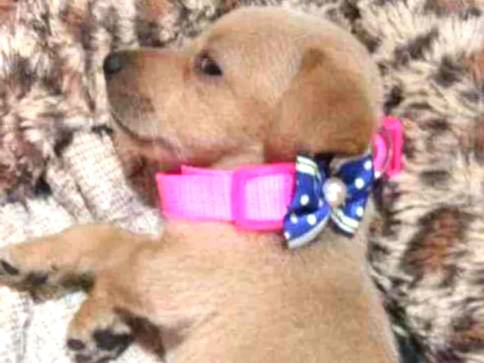 Cachorro raça SRD idade Abaixo de 2 meses nome Jade 