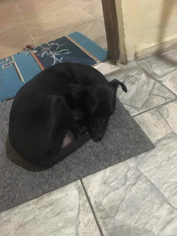 Cachorro ra a Viralata idade 1 ano nome Neguinha 