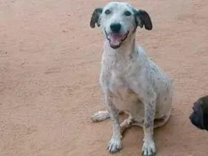 Cachorro raça SRD-ViraLata idade 3 anos nome Bolinha