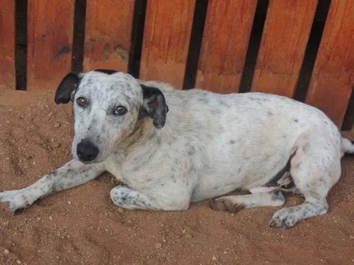 Cachorro ra a SRD-ViraLata idade 3 anos nome Bolinha