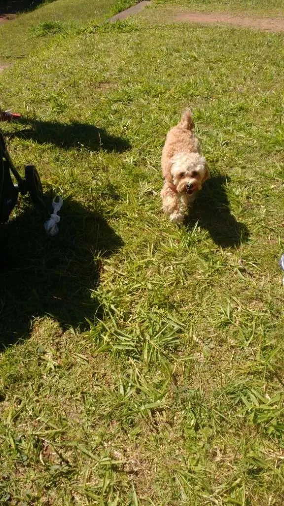 Cachorro ra a Poodle idade 6 ou mais anos nome Alejandro