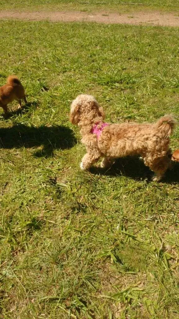 Cachorro ra a Poodle idade 6 ou mais anos nome Alejandro