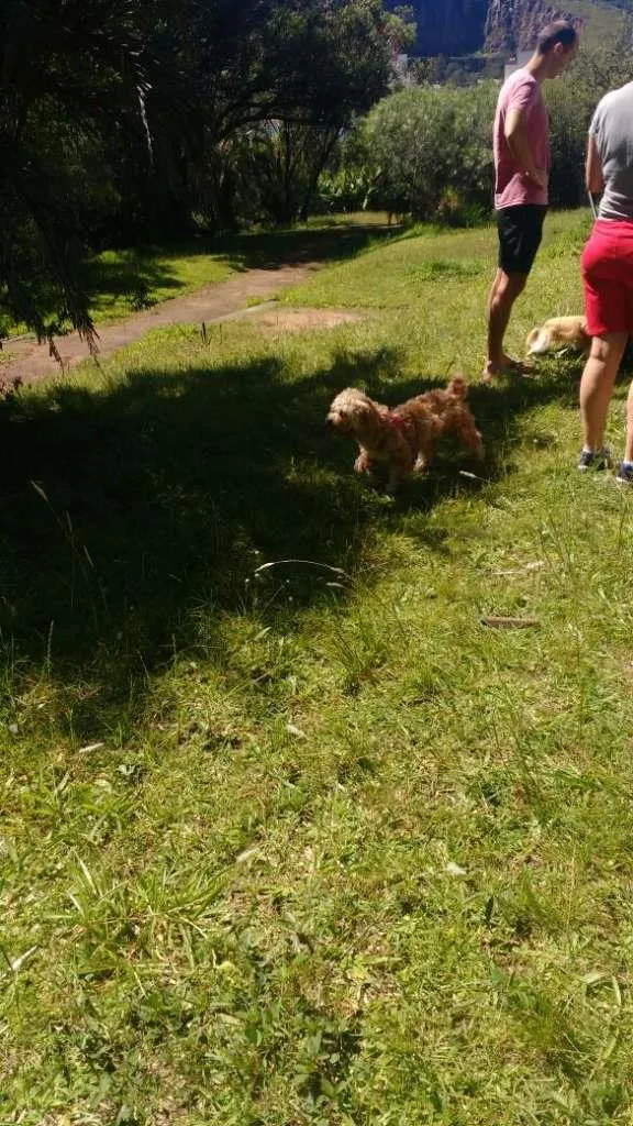 Cachorro ra a Poodle idade 6 ou mais anos nome Alejandro