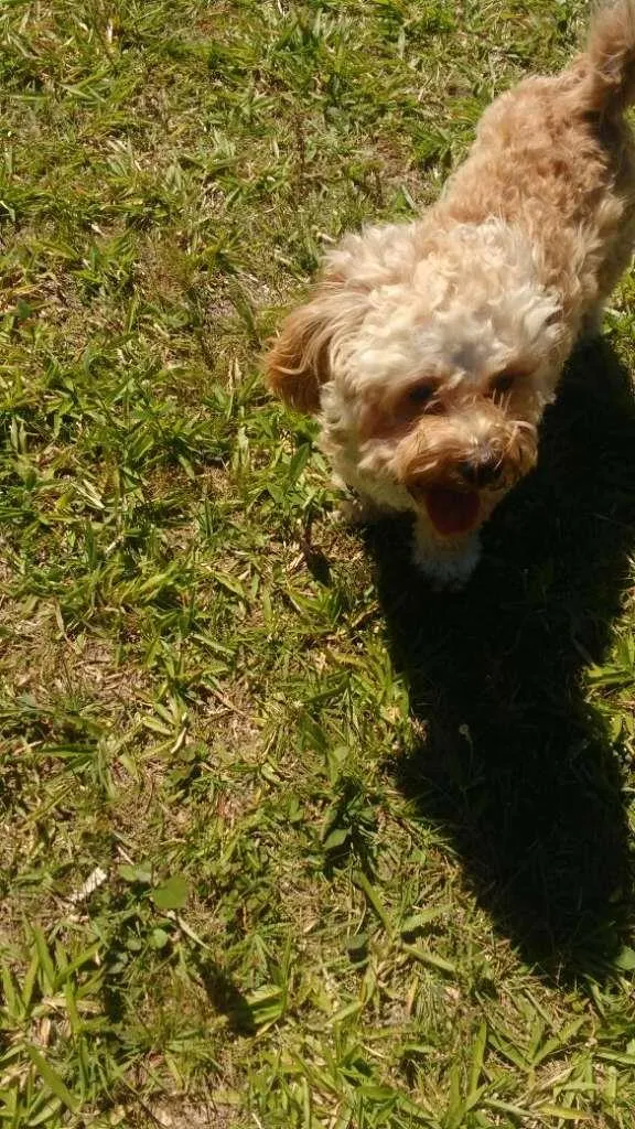 Cachorro ra a Poodle idade 6 ou mais anos nome Alejandro