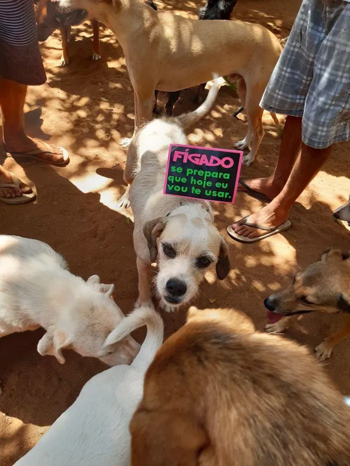 Cachorro ra a SRD-ViraLata idade 4 anos nome Branquinha