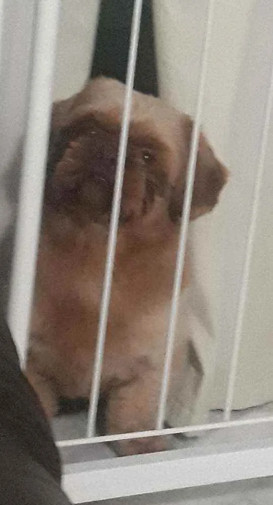Cachorro ra a Shitzu idade 1 ano nome Duque