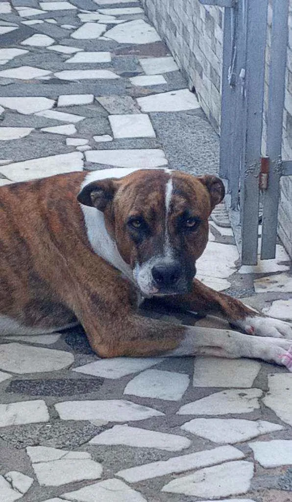 Cachorro raça Vira lata idade 2 anos nome Hans