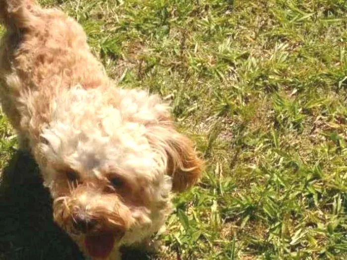 Cachorro ra a Poodle idade 6 ou mais anos nome Alejandro