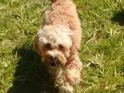 Cachorro ra a Poodle idade 6 ou mais anos nome Alejandro