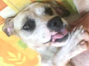 Cachorro raça SRD-ViraLata idade 4 anos nome Branquinha