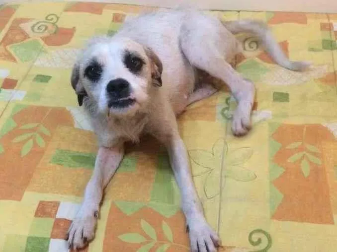 Cachorro ra a SRD-ViraLata idade 4 anos nome Branquinha