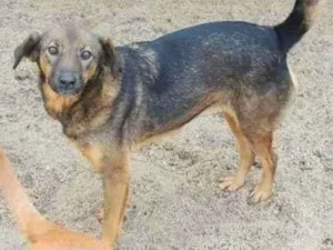 Cachorro raça SRD-ViraLata idade 4 anos nome Capitão