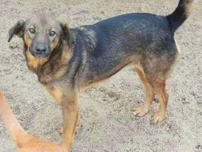 Cachorro ra a SRD-ViraLata idade 4 anos nome Capitão