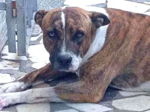 Cachorro raça Vira lata idade 2 anos nome Hans
