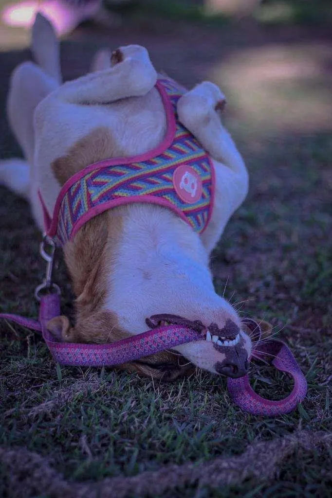 Cachorro ra a SRD-ViraLata idade 2 anos nome Fantine