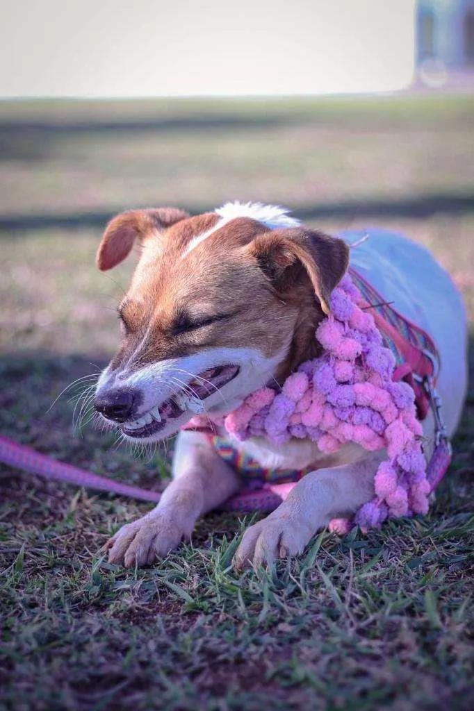 Cachorro ra a SRD-ViraLata idade 2 anos nome Fantine