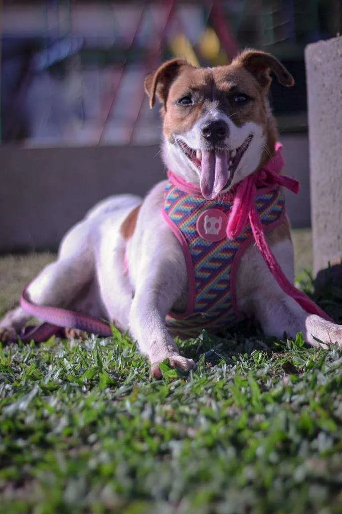 Cachorro ra a SRD-ViraLata idade 2 anos nome Fantine