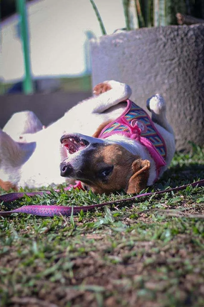 Cachorro ra a SRD-ViraLata idade 2 anos nome Fantine