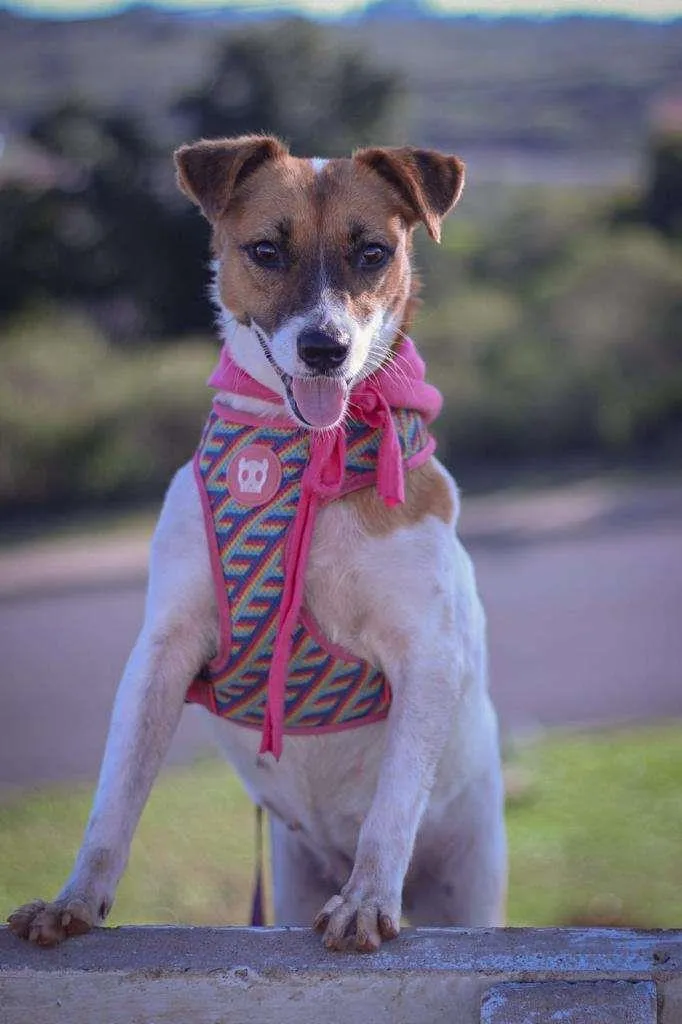 Cachorro ra a SRD-ViraLata idade 2 anos nome Fantine