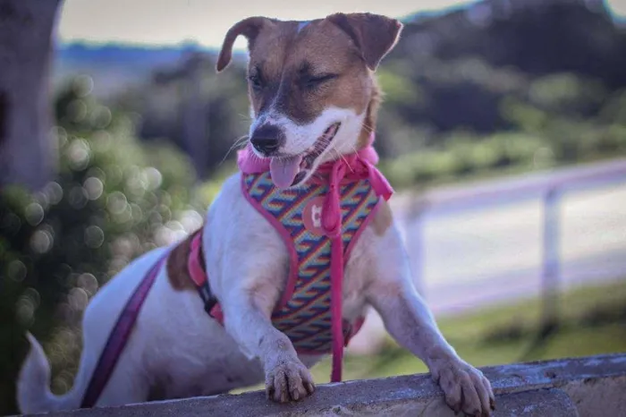 Cachorro ra a SRD-ViraLata idade 2 anos nome Fantine