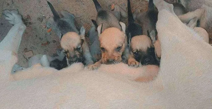 Cachorro ra a SRD idade Abaixo de 2 meses nome Cachorrinhos