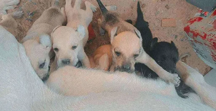 Cachorro ra a SRD idade Abaixo de 2 meses nome Cachorrinhos