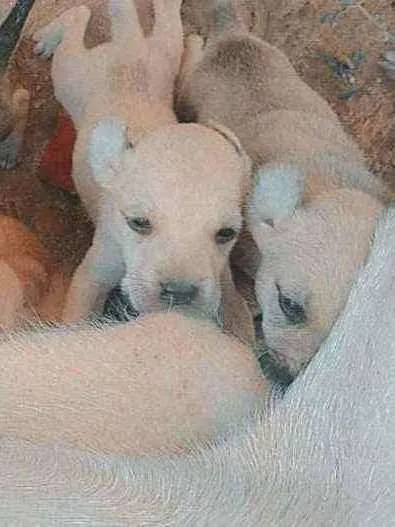 Cachorro ra a SRD idade Abaixo de 2 meses nome Cachorrinhos