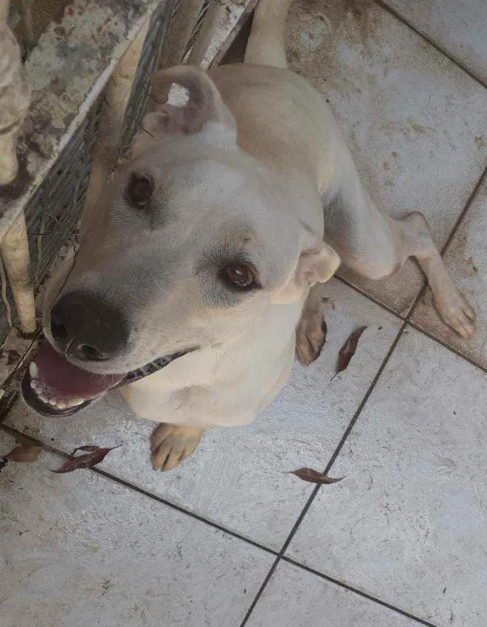 Cachorro ra a labrador idade 7 a 11 meses nome Luan