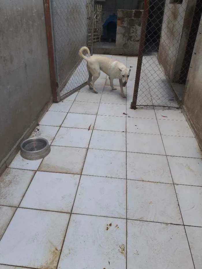 Cachorro ra a labrador idade 7 a 11 meses nome Luan