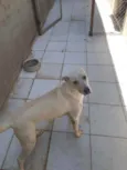 Luan