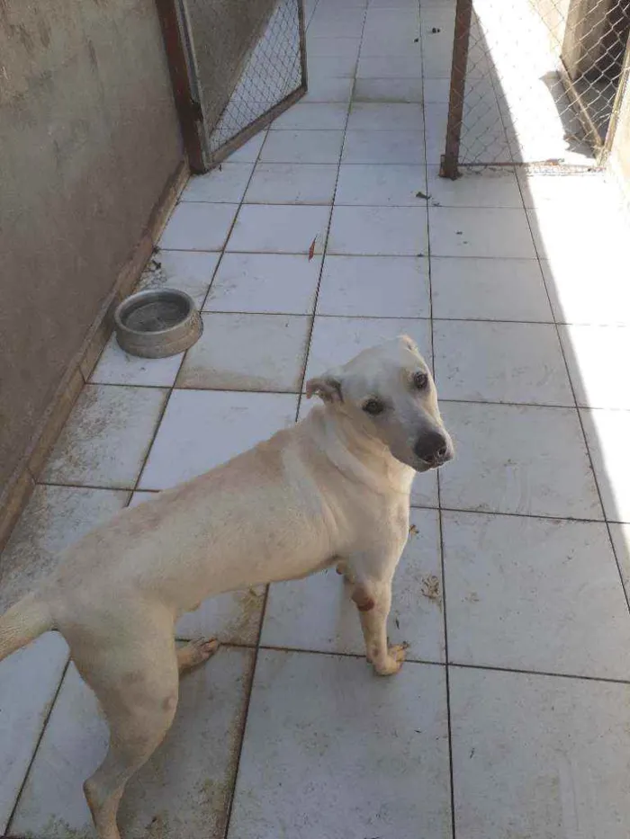 Cachorro ra a labrador idade 7 a 11 meses nome Luan