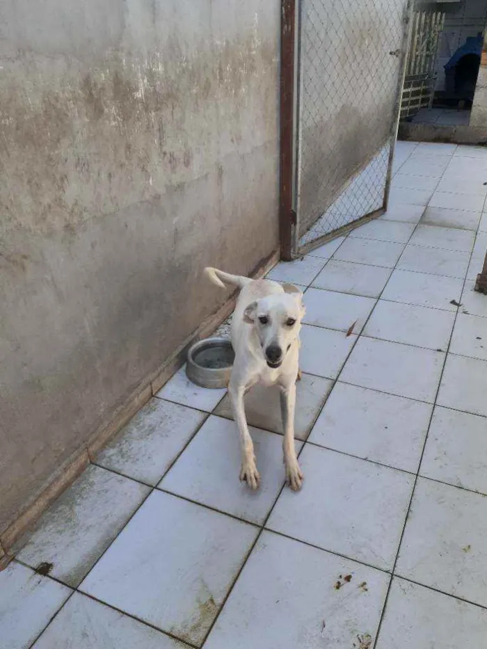 Cachorro ra a labrador idade 7 a 11 meses nome Luan