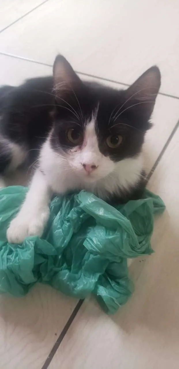 Gato raça SRD-ViraLata idade 2 a 6 meses nome FRAJOLA