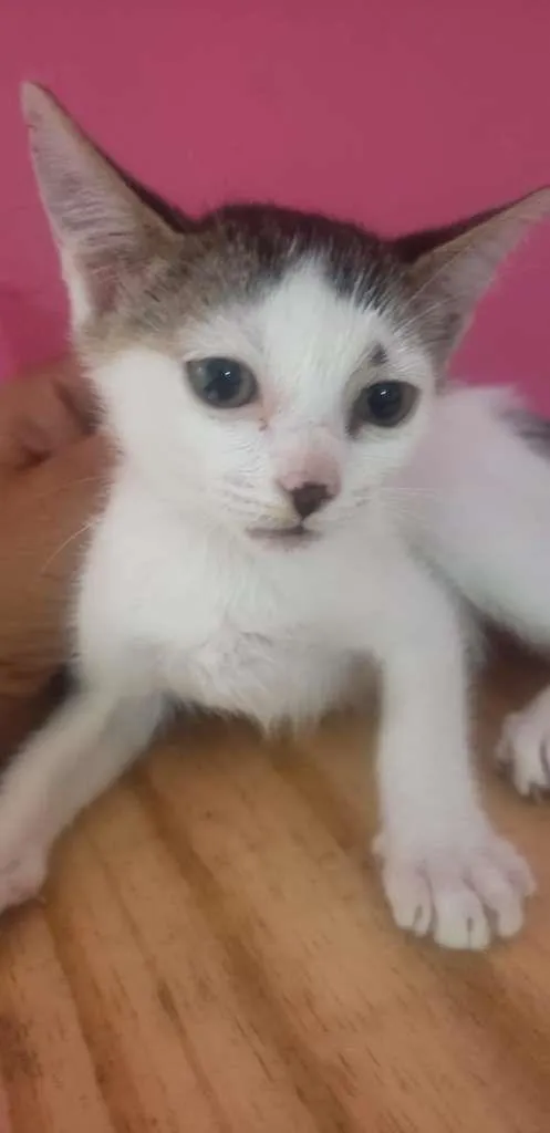 Gato raça SRD-ViraLata idade 2 a 6 meses nome SUELEN 