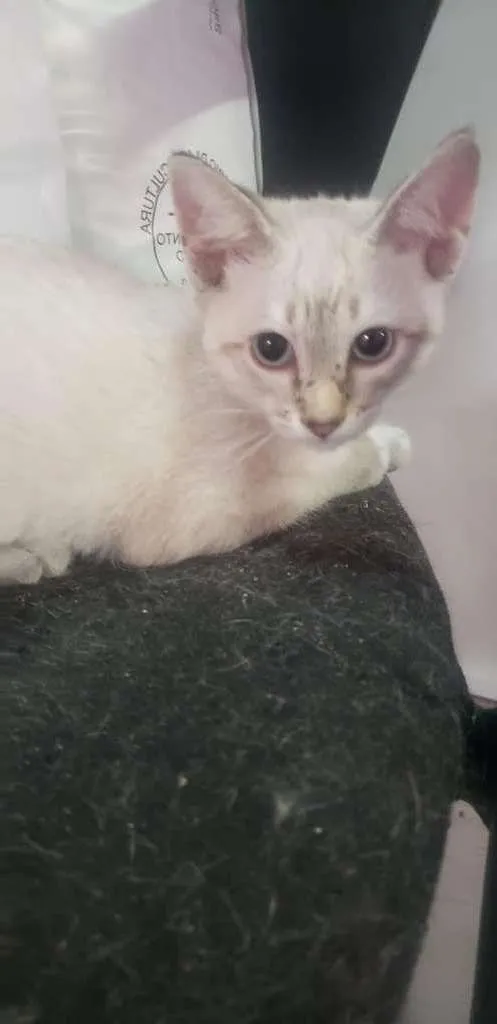 Gato raça SRD-ViraLata idade 2 a 6 meses nome MENINA 