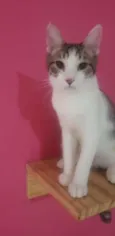 LEOZINHO