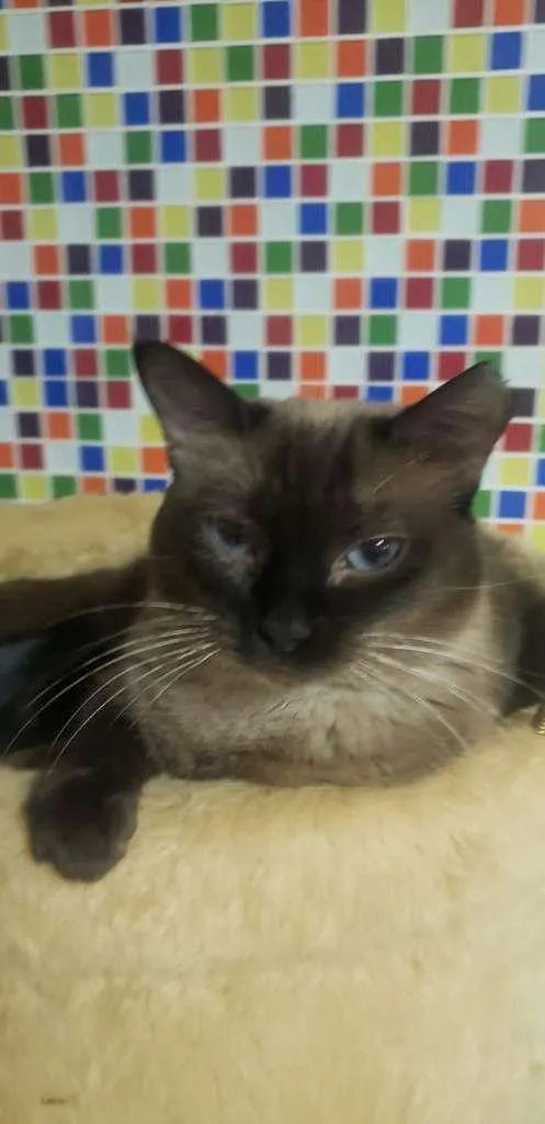 Gato ra a SRD-ViraLata idade 3 anos nome LARA 