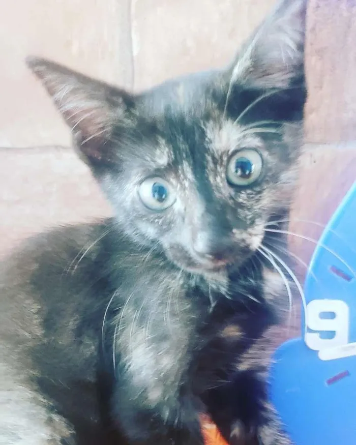 Gato ra a SRD-ViraLata idade 2 a 6 meses nome LILI