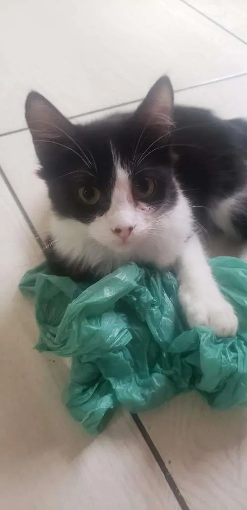 Gato ra a SRD-ViraLata idade 2 a 6 meses nome FRAJOLA 