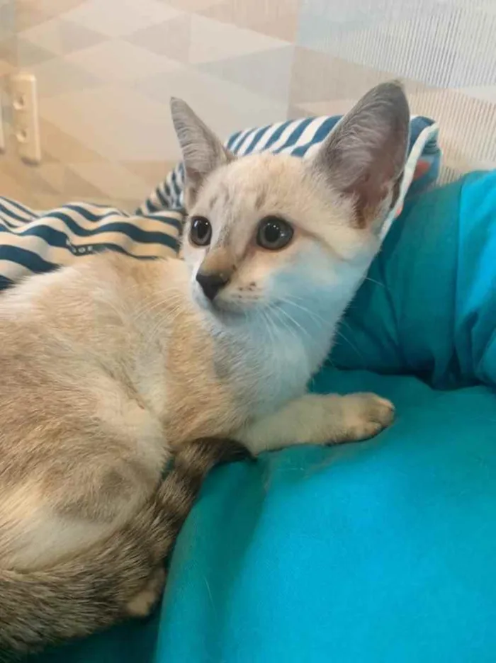 Gato ra a Sialata idade 2 a 6 meses nome GEPETO