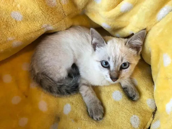 Gato ra a Sialata idade 2 a 6 meses nome GEPETO