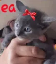 Dea 