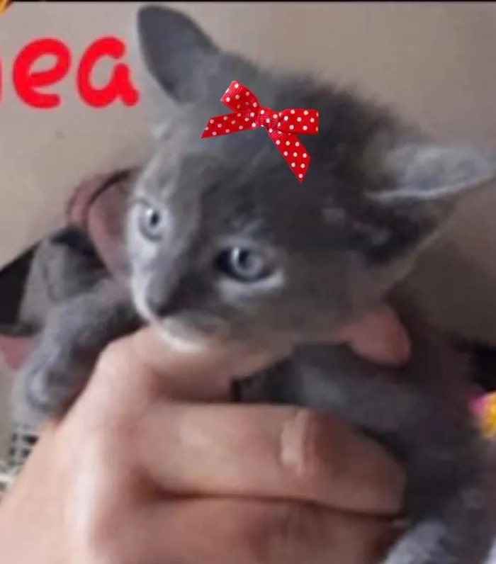 Gato ra a SRD idade 2 a 6 meses nome Dea 