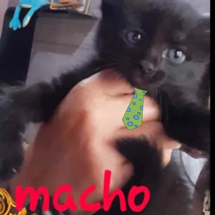 Gato ra a SRD  idade 2 a 6 meses nome Bento 