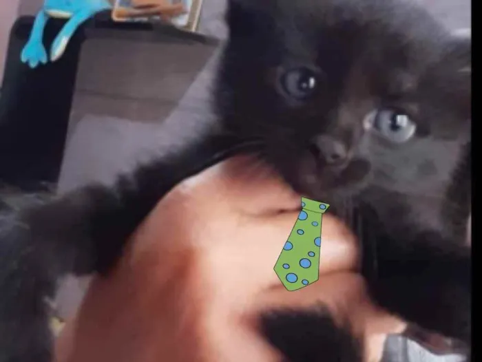 Gato ra a SRD  idade 2 a 6 meses nome Bento 