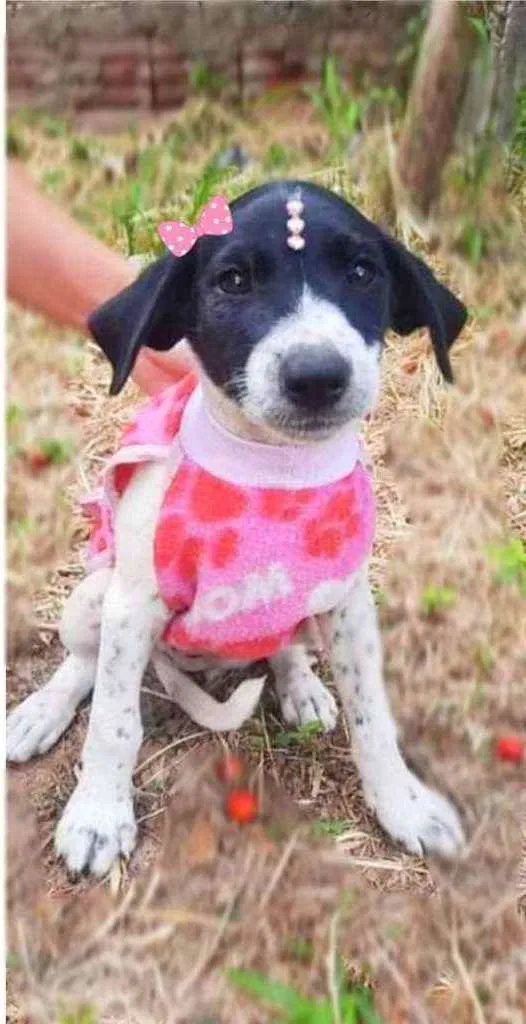Cachorro ra a Srd idade 2 a 6 meses nome Lolita